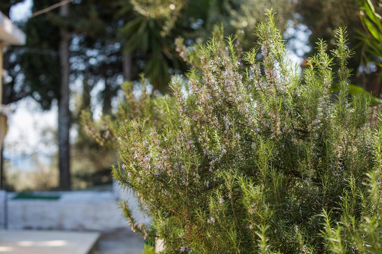Olive Grove Poolside Apartments Benícesz Kültér fotó